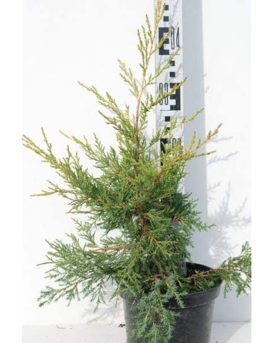 Ялівець китайський Курівао Голд | Juniperus chinensis Kuriwao Gold | Можжевельник китайский Куривао Голд