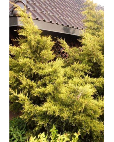 Ялівець китайський Курівао Голд | Juniperus chinensis Kuriwao Gold | Можжевельник китайский Куривао Голд