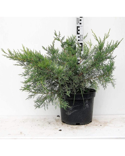 Ялівець китайський Курівао Голд | Juniperus chinensis Kuriwao Gold | Можжевельник китайский Куривао Голд