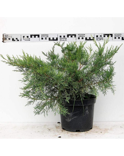 Ялівець китайський Курівао Голд | Juniperus chinensis Kuriwao Gold | Можжевельник китайский Куривао Голд