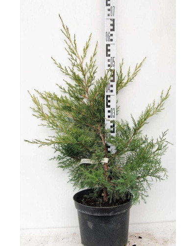 Ялівець китайський Курівао Голд | Juniperus chinensis Kuriwao Gold | Можжевельник китайский Куривао Голд