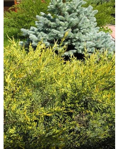 Ялівець китайський Курівао Голд | Juniperus chinensis Kuriwao Gold | Можжевельник китайский Куривао Голд