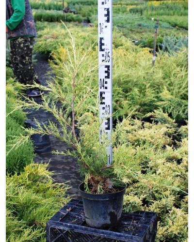 Ялівець китайський Курівао Голд | Juniperus chinensis Kuriwao Gold | Можжевельник китайский Куривао Голд