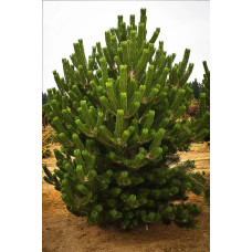 Сосна чорна / австрійська Орегон Грін |  Pinus nigra var. austriaca Oregon Green | Сосна черная / австрийская Орегон Грин