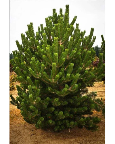 Сосна чорна / австрійська Орегон Грін | Pinus nigra var. austriaca Oregon Green | Сосна черная / австрийская Орегон Грин