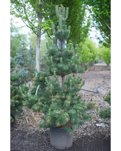 Сосна чорна / австрійська Орегон Грін | Pinus nigra var. austriaca Oregon Green | Сосна черная / австрийская Орегон Грин