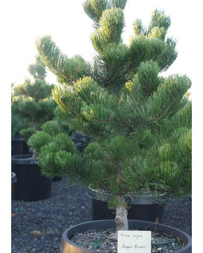 Сосна чорна / австрійська Орегон Грін | Pinus nigra var. austriaca Oregon Green | Сосна черная / австрийская Орегон Грин