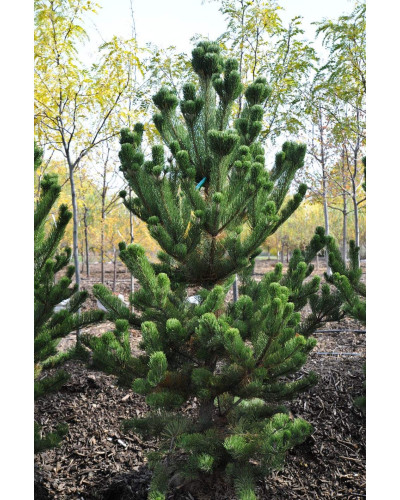 Сосна чорна / австрійська Орегон Грін | Pinus nigra var. austriaca Oregon Green | Сосна черная / австрийская Орегон Грин