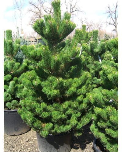 Сосна чорна / австрійська Орегон Грін | Pinus nigra var. austriaca Oregon Green | Сосна черная / австрийская Орегон Грин