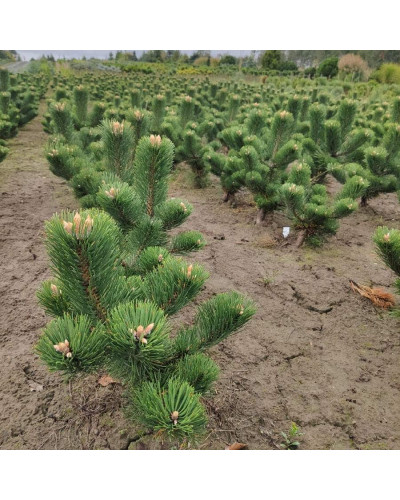 Сосна чорна / австрійська Орегон Грін | Pinus nigra var. austriaca Oregon Green | Сосна черная / австрийская Орегон Грин