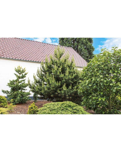 Сосна чорна / австрійська Орегон Грін | Pinus nigra var. austriaca Oregon Green | Сосна черная / австрийская Орегон Грин