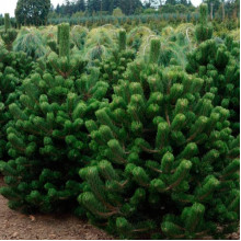 Сосна чорна / австрійська Орегон Грін |  Pinus nigra var. austriaca Oregon Green | Сосна черная / австрийская Орегон Грин