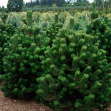 Сосна чорна / австрійська Орегон Грін |  Pinus nigra var. austriaca Oregon Green | Сосна черная / австрийская Орегон Грин