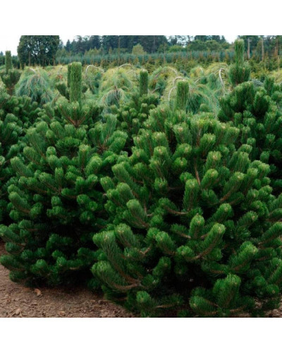 Сосна чорна / австрійська Орегон Грін | Pinus nigra var. austriaca Oregon Green | Сосна черная / австрийская Орегон Грин