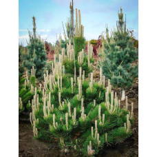 Сосна чорна / австрійська Орегон Грін |  Pinus nigra var. austriaca Oregon Green | Сосна черная / австрийская Орегон Грин