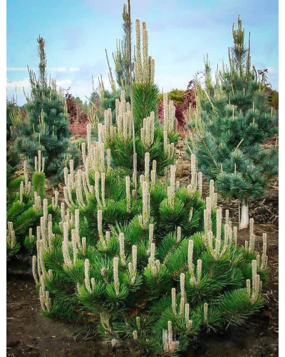 Сосна чорна / австрійська Орегон Грін | Pinus nigra var. austriaca Oregon Green | Сосна черная / австрийская Орегон Грин