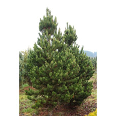 Сосна чорна / австрійська Орегон Грін |  Pinus nigra var. austriaca Oregon Green | Сосна черная / австрийская Орегон Грин