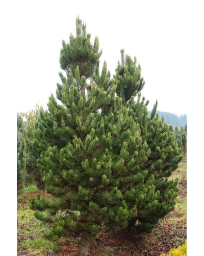 Сосна чорна / австрійська Орегон Грін | Pinus nigra var. austriaca Oregon Green | Сосна черная / австрийская Орегон Грин