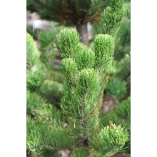 Сосна чорна / австрійська Орегон Грін |  Pinus nigra var. austriaca Oregon Green | Сосна черная / австрийская Орегон Грин
