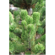 Сосна чорна / австрійська Орегон Грін |  Pinus nigra var. austriaca Oregon Green | Сосна черная / австрийская Орегон Грин