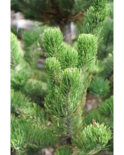 Сосна чорна / австрійська Орегон Грін | Pinus nigra var. austriaca Oregon Green | Сосна черная / австрийская Орегон Грин