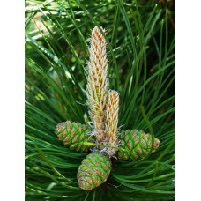 Сосна чорна / австрійська Орегон Грін |  Pinus nigra var. austriaca Oregon Green | Сосна черная / австрийская Орегон Грин