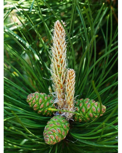 Сосна чорна / австрійська Орегон Грін | Pinus nigra var. austriaca Oregon Green | Сосна черная / австрийская Орегон Грин