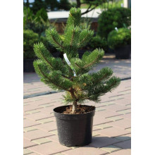 Сосна чорна / австрійська Орегон Грін |  Pinus nigra var. austriaca Oregon Green | Сосна черная / австрийская Орегон Грин