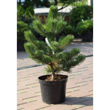 Сосна чорна / австрійська Орегон Грін |  Pinus nigra var. austriaca Oregon Green | Сосна черная / австрийская Орегон Грин