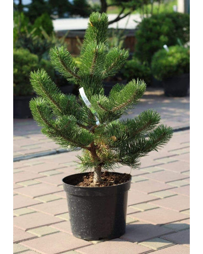 Сосна чорна / австрійська Орегон Грін | Pinus nigra var. austriaca Oregon Green | Сосна черная / австрийская Орегон Грин