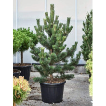 Сосна чорна / австрійська Орегон Грін |  Pinus nigra var. austriaca Oregon Green | Сосна черная / австрийская Орегон Грин