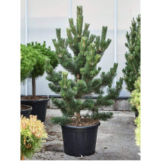 Сосна чорна / австрійська Орегон Грін |  Pinus nigra var. austriaca Oregon Green | Сосна черная / австрийская Орегон Грин