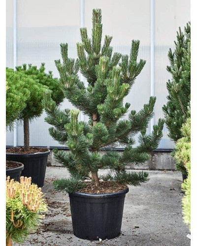 Сосна чорна / австрійська Орегон Грін | Pinus nigra var. austriaca Oregon Green | Сосна черная / австрийская Орегон Грин
