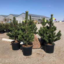 Сосна чорна / австрійська Орегон Грін |  Pinus nigra var. austriaca Oregon Green | Сосна черная / австрийская Орегон Грин