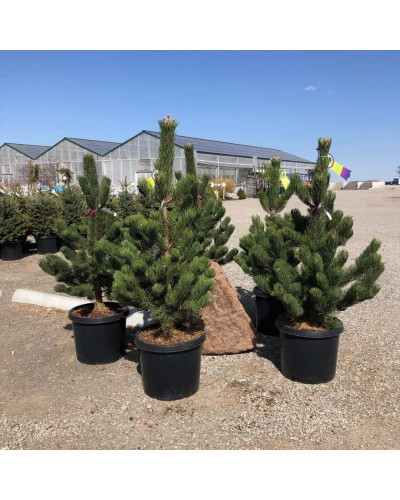 Сосна чорна / австрійська Орегон Грін | Pinus nigra var. austriaca Oregon Green | Сосна черная / австрийская Орегон Грин