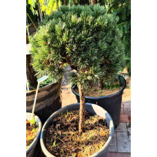 Сосна гірська Міні Мопс (штамб) | Pinus mugo Mini Mops (shtamb) | Сосна горная Мини Мопс (штамб)