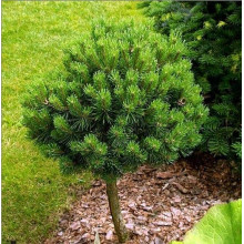 Сосна гірська Міні Мопс (штамб) | Pinus mugo Mini Mops (shtamb) | Сосна горная Мини Мопс (штамб)
