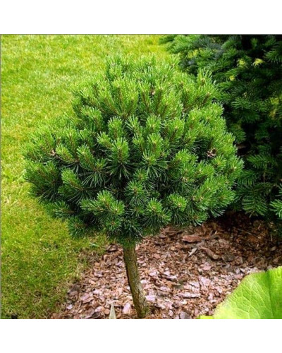 Сосна гірська Міні Мопс (штамб) | Pinus mugo Mini Mops (shtamb) | Сосна горная Мини Мопс (штамб)