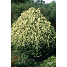 Кипарисовик Лавсона Пігмеа Аргентея / Кипарисовик Лавсона | Chamaecyparis lawsoniana Pygmaea Argentea | Кипарисовик Лавсона Пигмеа Аргентея / Кипарисовик Лавсона