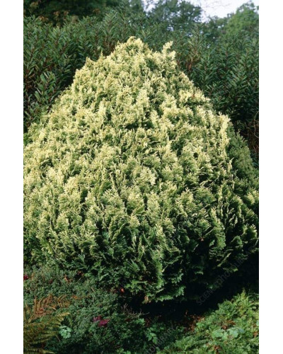 Кипарисовик Лавсона Пігмеа Аргентея / Кипарисовик Лавсона | Chamaecyparis lawsoniana Pygmaea Argentea | Кипарисовик Лавсона Пигмеа Аргентея / Кипарисовик Лавсона