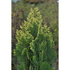 Кипарисовик Лавсона Пігмеа Аргентея / Кипарисовик Лавсона | Chamaecyparis lawsoniana Pygmaea Argentea | Кипарисовик Лавсона Пигмеа Аргентея / Кипарисовик Лавсона