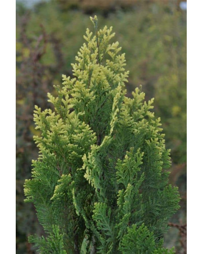 Кипарисовик Лавсона Пігмеа Аргентея / Кипарисовик Лавсона | Chamaecyparis lawsoniana Pygmaea Argentea | Кипарисовик Лавсона Пигмеа Аргентея / Кипарисовик Лавсона