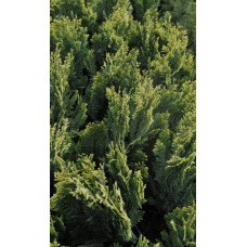 Кипарисовик Лавсона Пігмеа Аргентея / Кипарисовик Лавсона | Chamaecyparis lawsoniana Pygmaea Argentea | Кипарисовик Лавсона Пигмеа Аргентея / Кипарисовик Лавсона