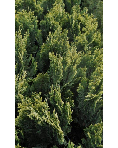 Кипарисовик Лавсона Пігмеа Аргентея / Кипарисовик Лавсона | Chamaecyparis lawsoniana Pygmaea Argentea | Кипарисовик Лавсона Пигмеа Аргентея / Кипарисовик Лавсона