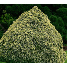 Кипарисовик Лавсона Пігмеа Аргентея / Кипарисовик Лавсона | Chamaecyparis lawsoniana Pygmaea Argentea | Кипарисовик Лавсона Пигмеа Аргентея / Кипарисовик Лавсона