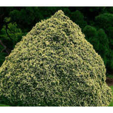 Кипарисовик Лавсона Пігмеа Аргентея / Кипарисовик Лавсона | Chamaecyparis lawsoniana Pygmaea Argentea | Кипарисовик Лавсона Пигмеа Аргентея / Кипарисовик Лавсона
