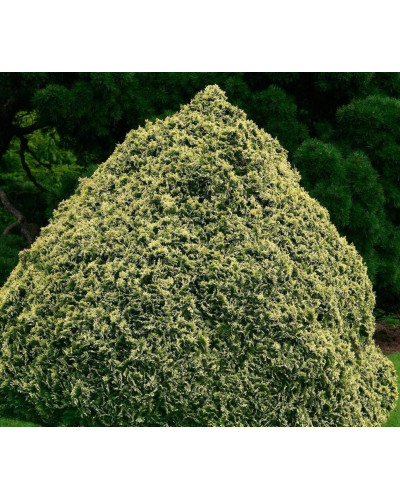 Кипарисовик Лавсона Пігмеа Аргентея / Кипарисовик Лавсона | Chamaecyparis lawsoniana Pygmaea Argentea | Кипарисовик Лавсона Пигмеа Аргентея / Кипарисовик Лавсона