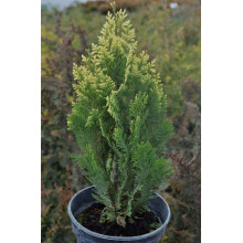 Кипарисовик Лавсона Пігмеа Аргентея / Кипарисовик Лавсона | Chamaecyparis lawsoniana Pygmaea Argentea | Кипарисовик Лавсона Пигмеа Аргентея / Кипарисовик Лавсона