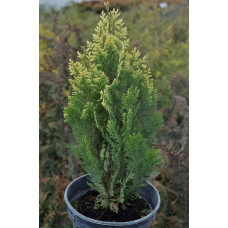 Кипарисовик Лавсона Пігмеа Аргентея / Кипарисовик Лавсона | Chamaecyparis lawsoniana Pygmaea Argentea | Кипарисовик Лавсона Пигмеа Аргентея / Кипарисовик Лавсона