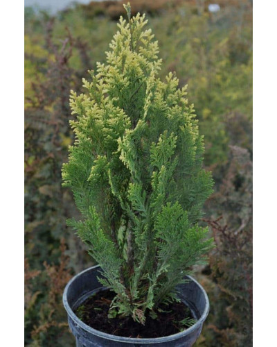 Кипарисовик Лавсона Пігмеа Аргентея / Кипарисовик Лавсона | Chamaecyparis lawsoniana Pygmaea Argentea | Кипарисовик Лавсона Пигмеа Аргентея / Кипарисовик Лавсона
